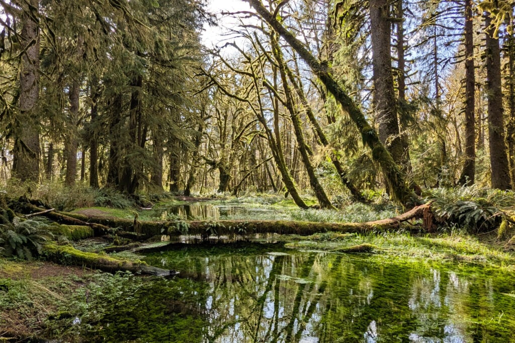 trees and pond in rain forest