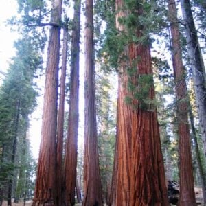 Sequoia trees