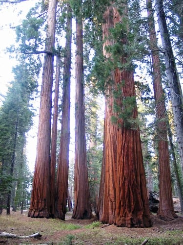 Sequoia trees