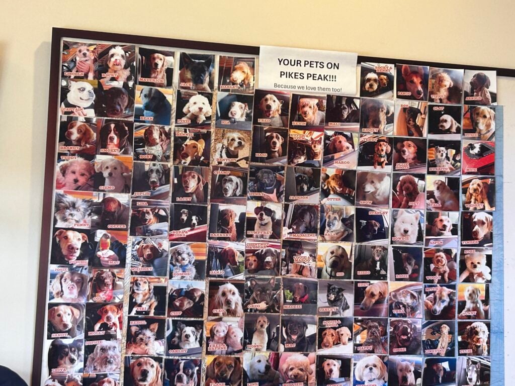 Collage picture of over 100 dogs hung on a wall