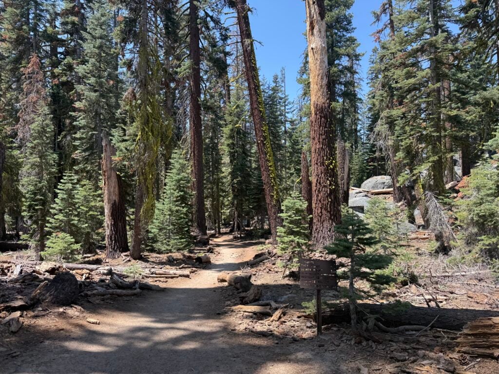 hiking trail through forest