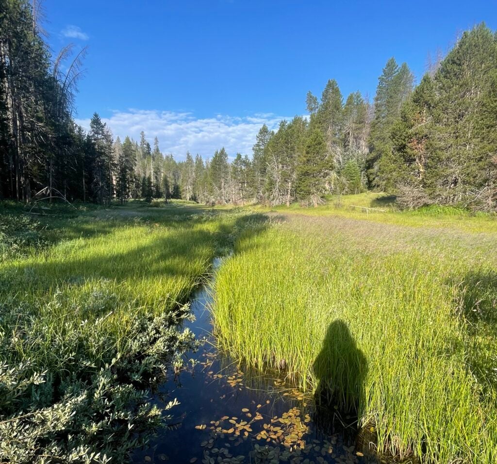 meadow in Yosemite