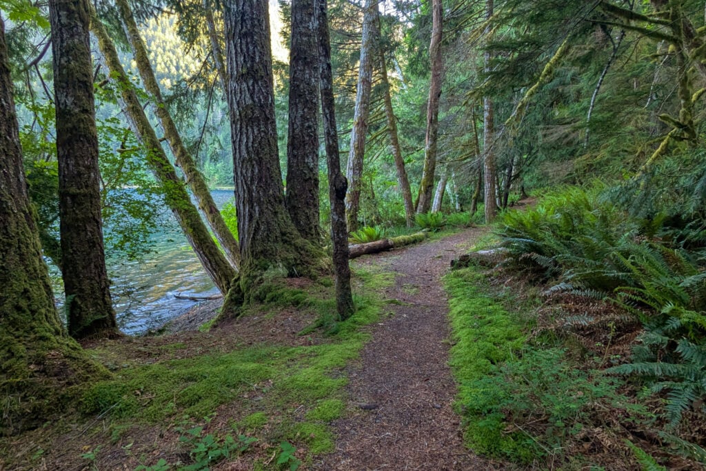 trail through green forest