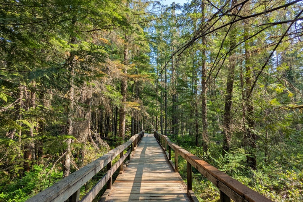 boardwalk trail through forest
