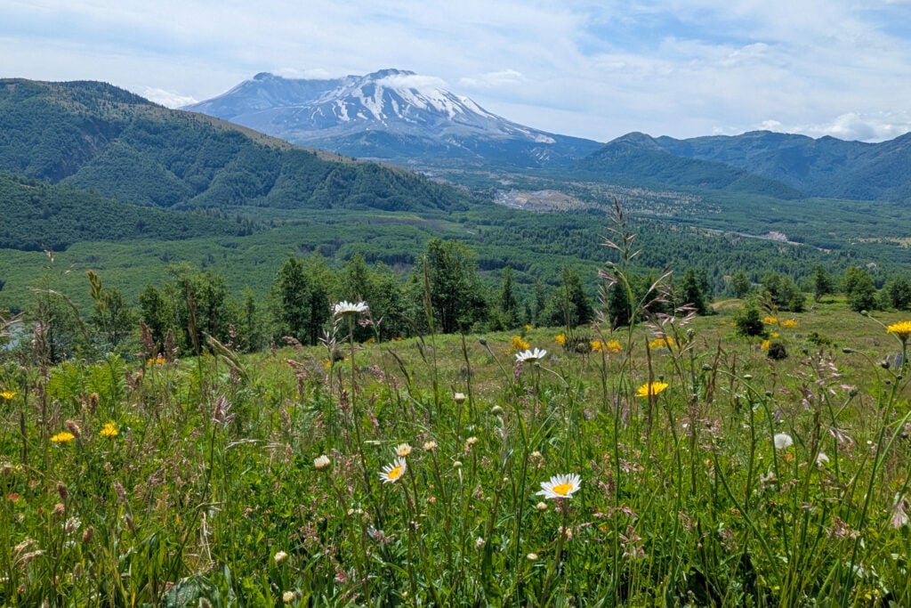 view of Mount St. Helens with wildflowers