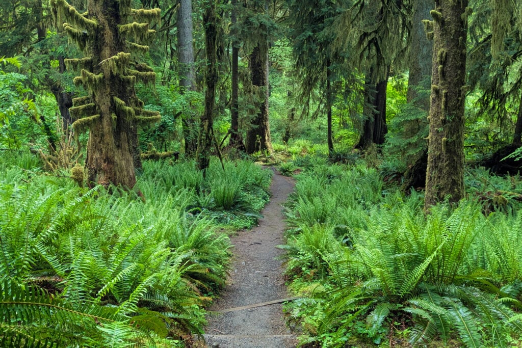 moss growing on trees in rainforest