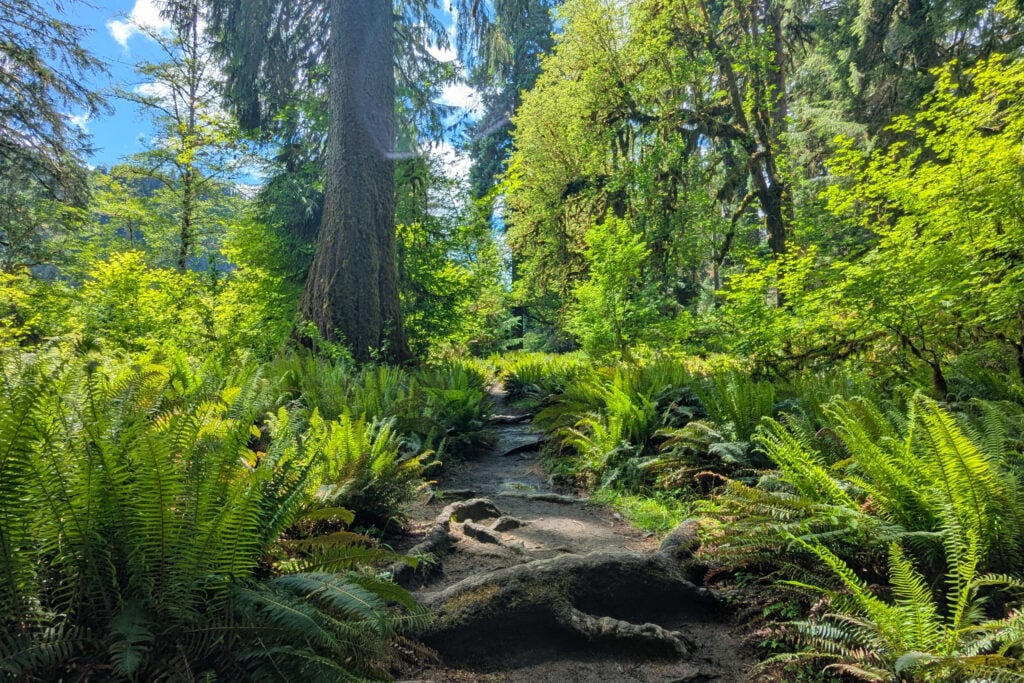 trail through trees and bushes in rainforest