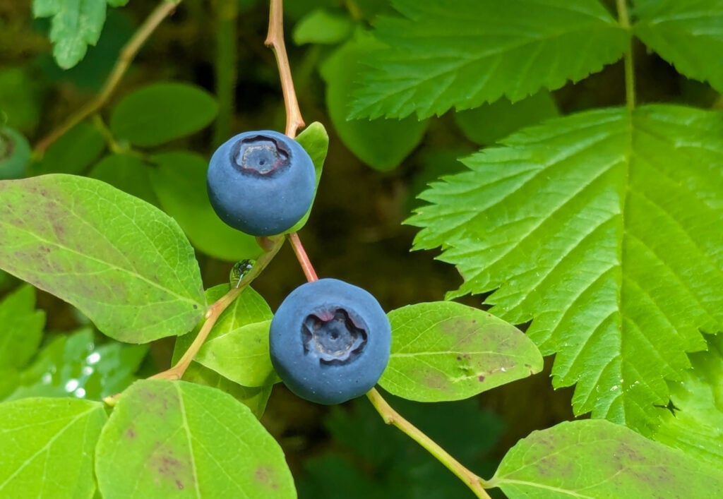 wild blueberries on bush