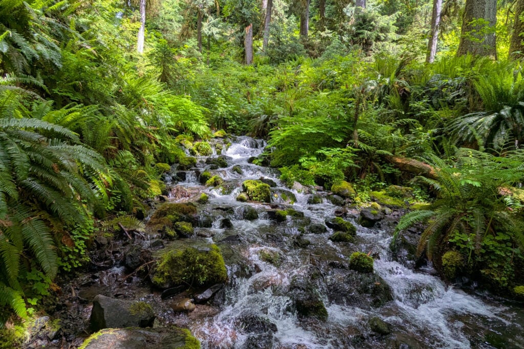 creek through rainforest