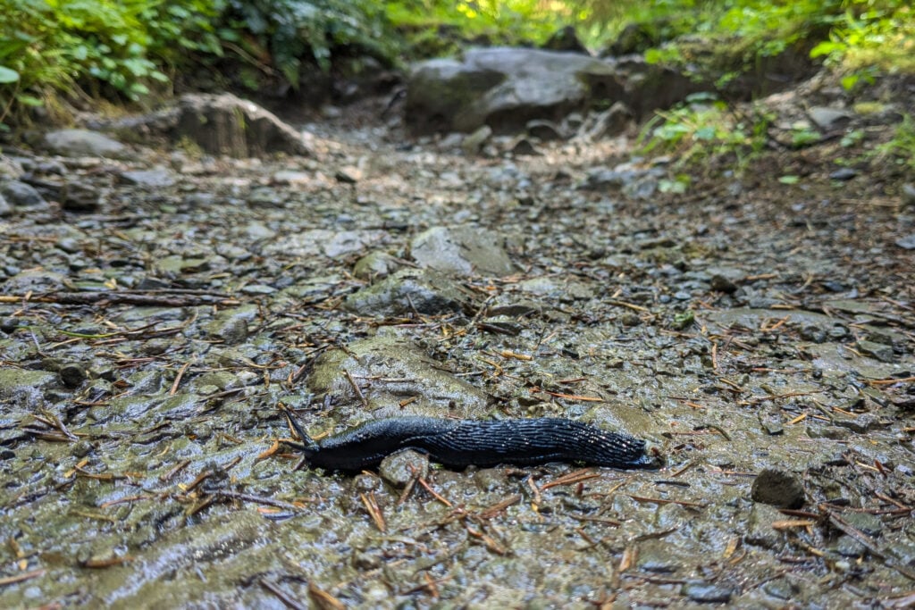 slug in wet dirt on ground