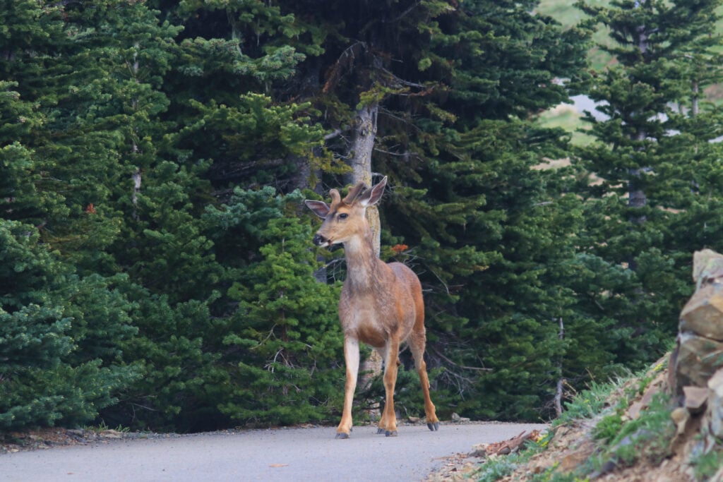 deer on paved trail