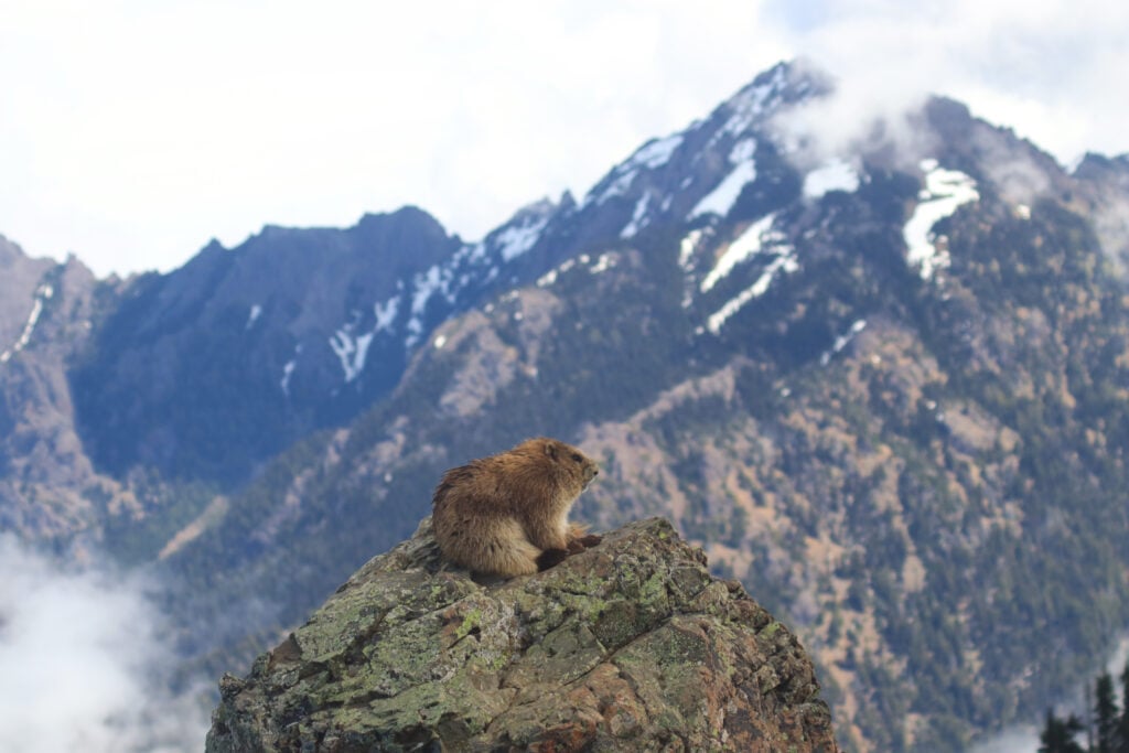 marmot