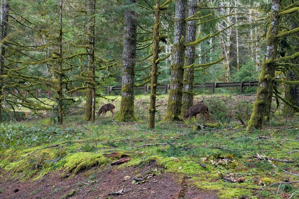 Deer in forest