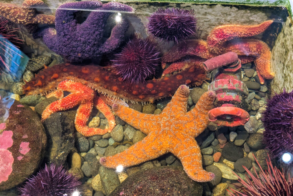 bright colored sea creatures