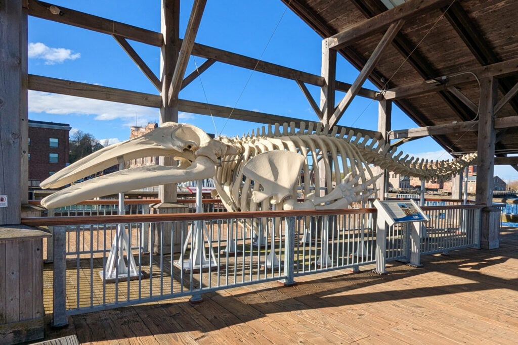 gray whale skeleton display