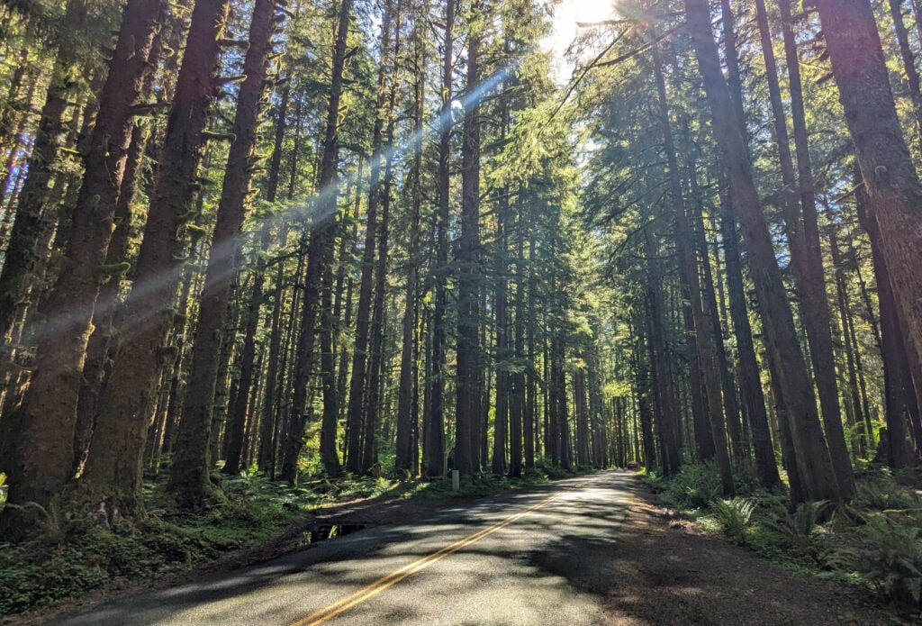 road through forest