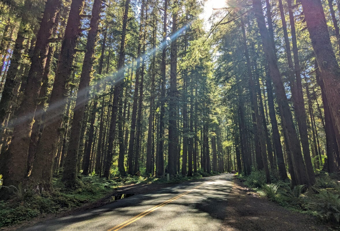 road through forest
