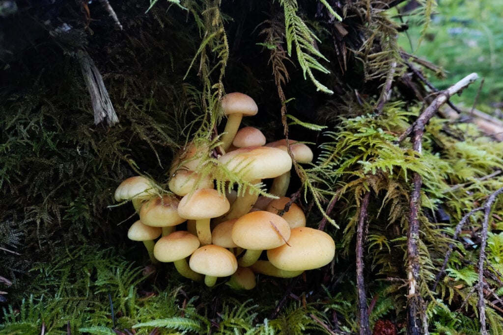 wild mushrooms in rainforest