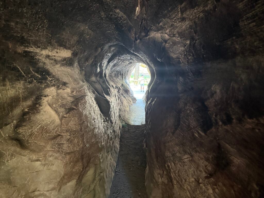 A tunnel that goes through the fallen tree