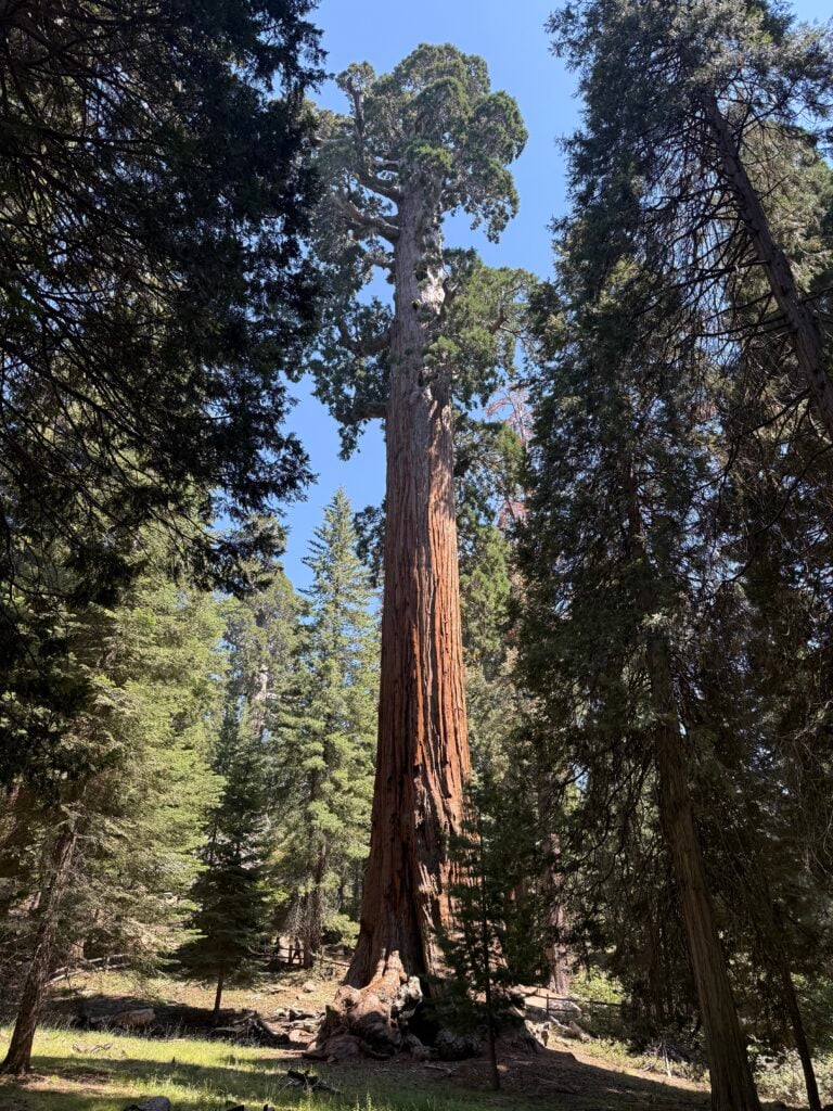 Giant sequoia tree