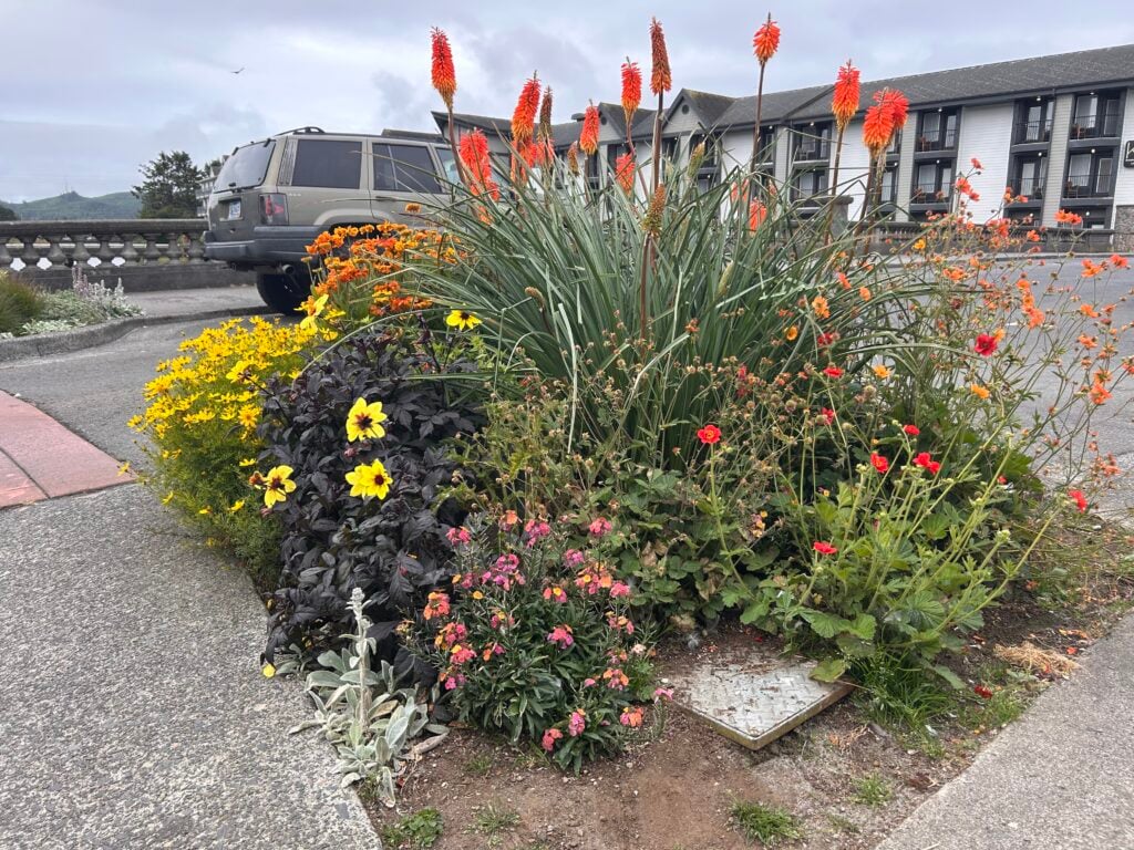 flowers near homes in Oregon