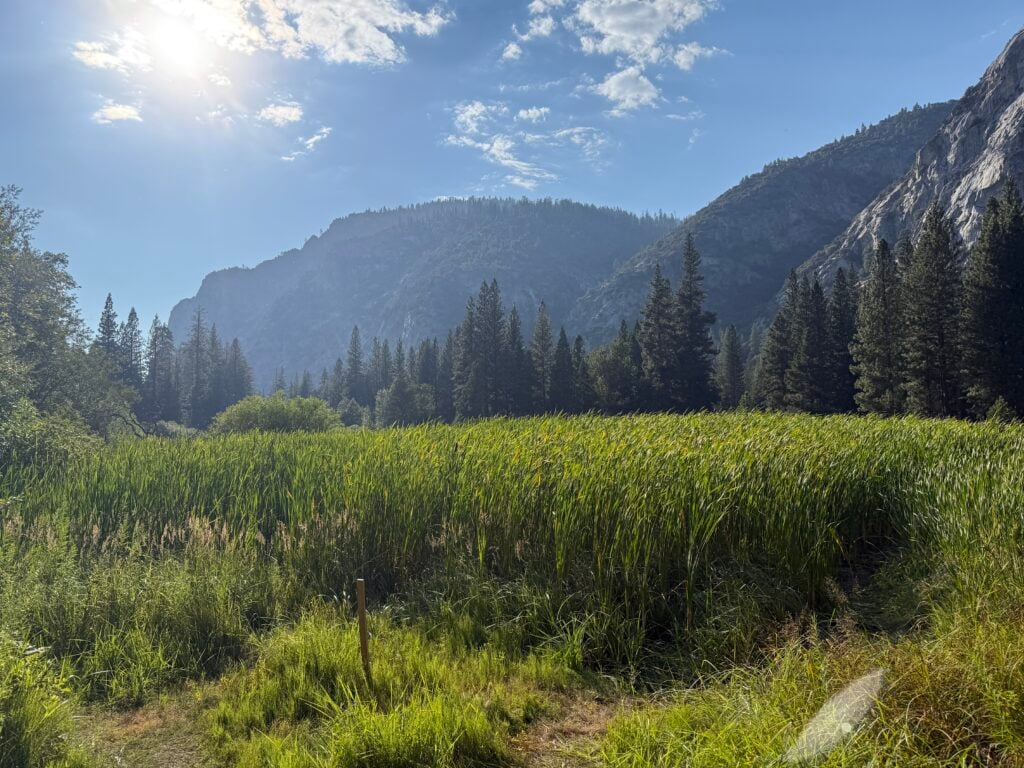 Beautiful green meadow with pine trees and mountains
