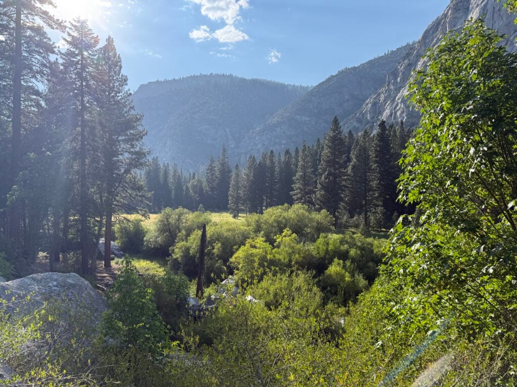 Meadow with pine trees and mountains