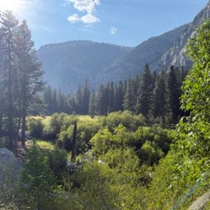 Meadow with pine trees and mountains