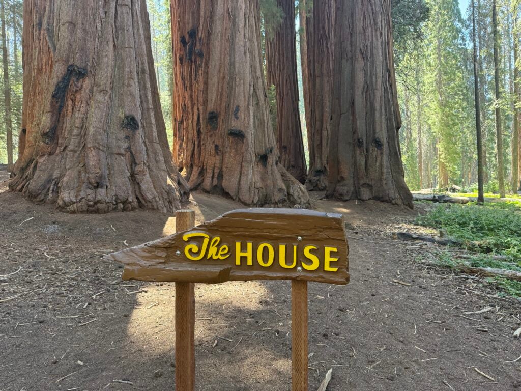 Four large sequoia trees with a sign in front