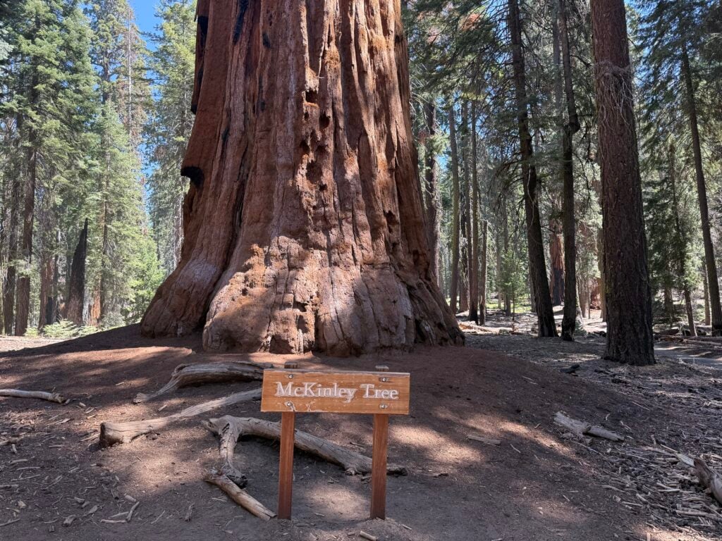 Trunk of sequoia tree