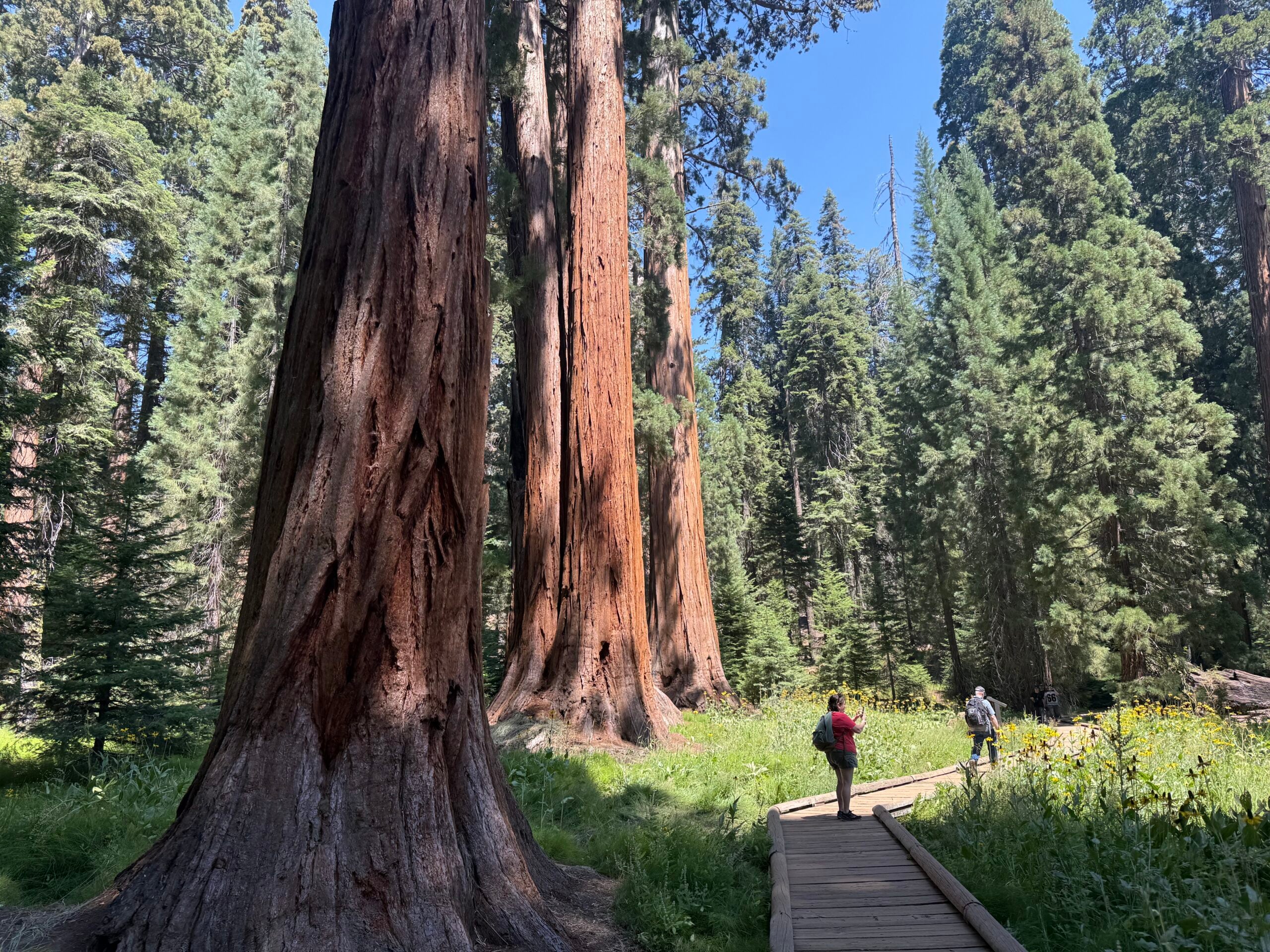 People on board walk viewing sequoia trees