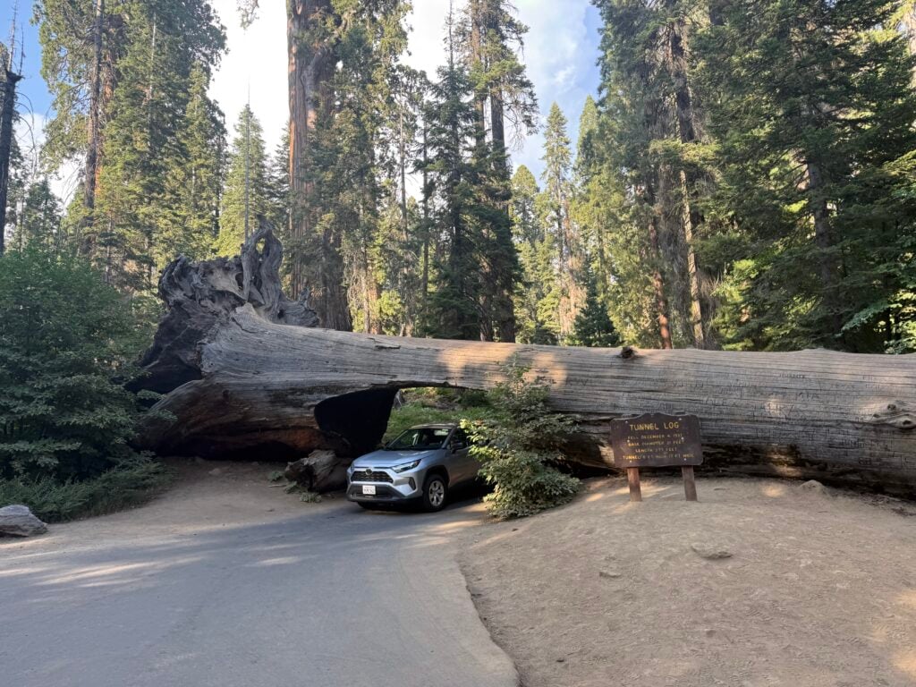 Car driving through a tunnel carved in a fallen sequoia tree