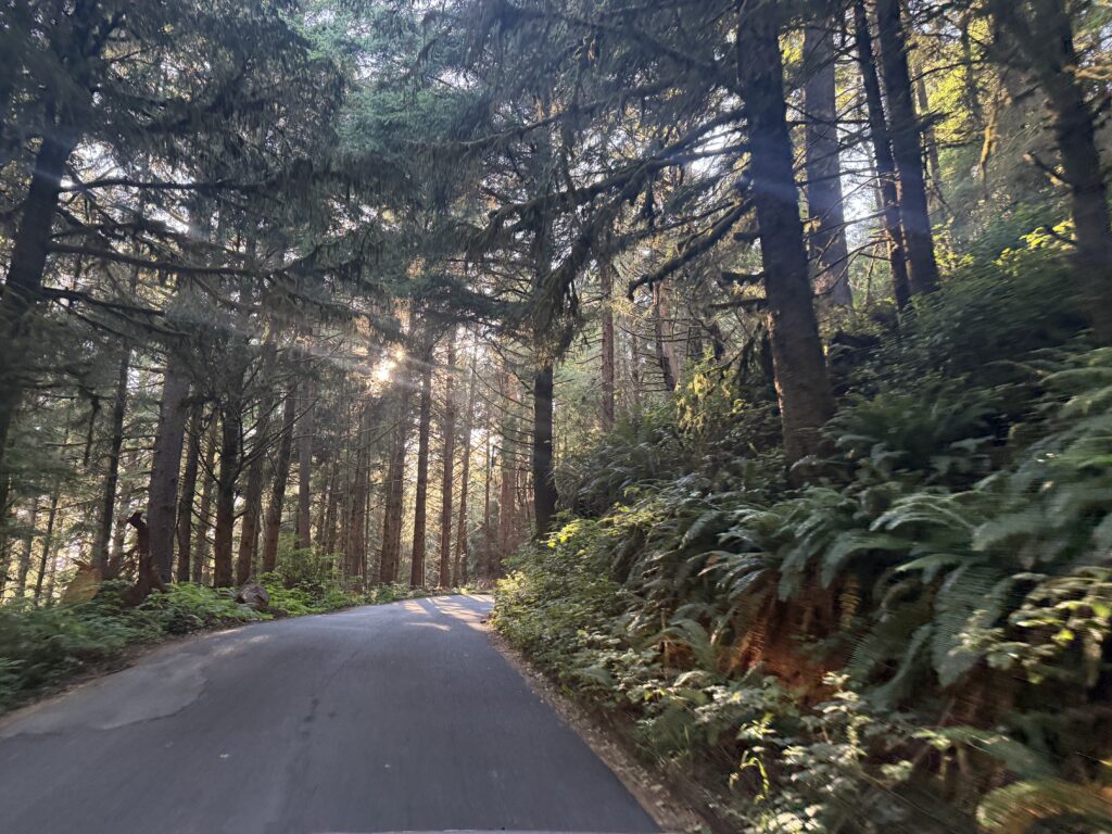 road through forest