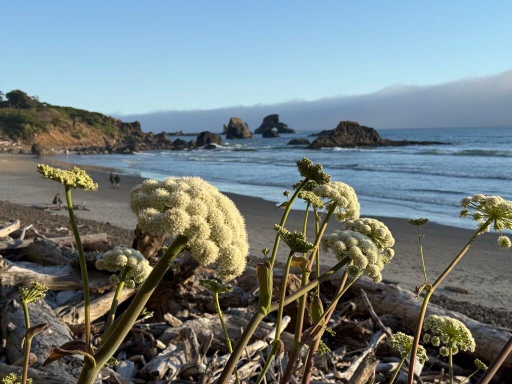 view of beach through wildflowers