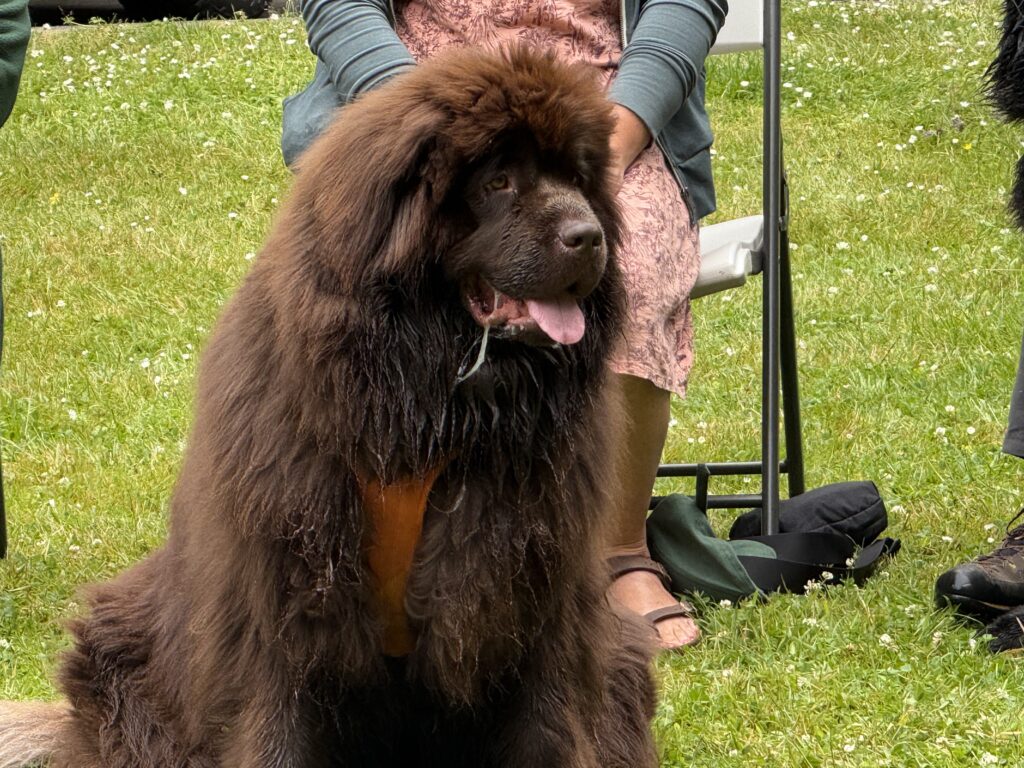 brown Newfoundland Dog