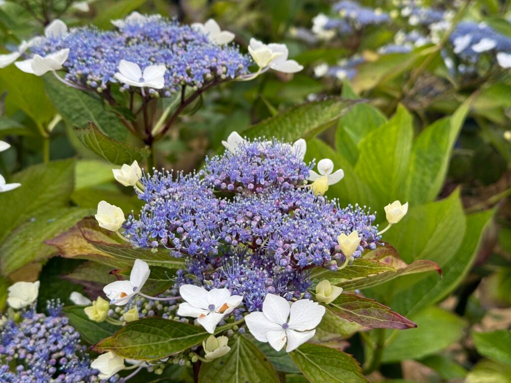 purple and white flowers on bush