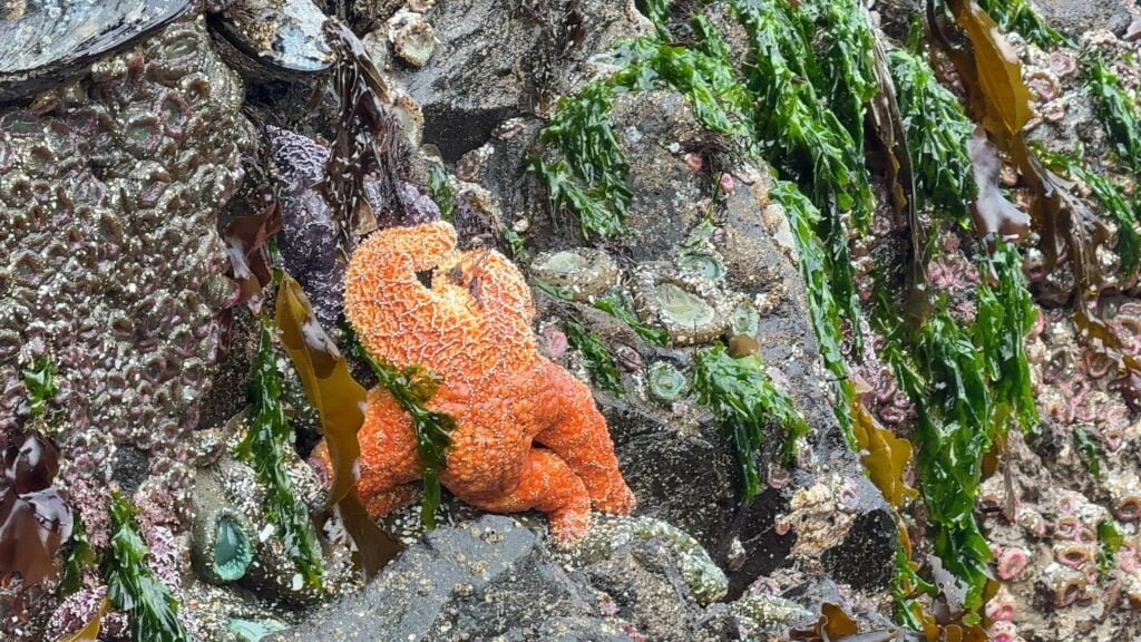 sea star