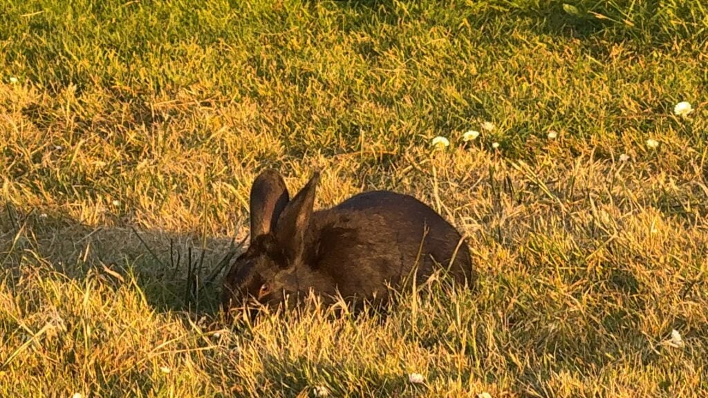 bunny in grasses at beach