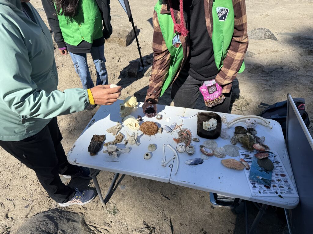 table with marine life