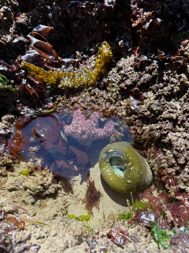 starfish and sealife in tidepools