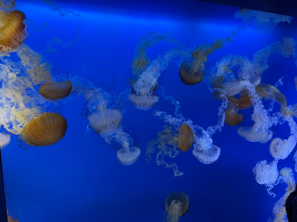 jellyfish in an aquarium