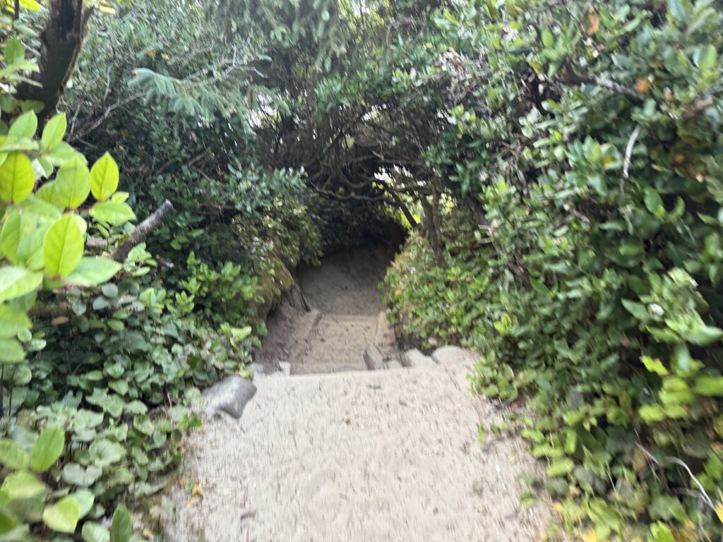 sand trail to beach through shrubs