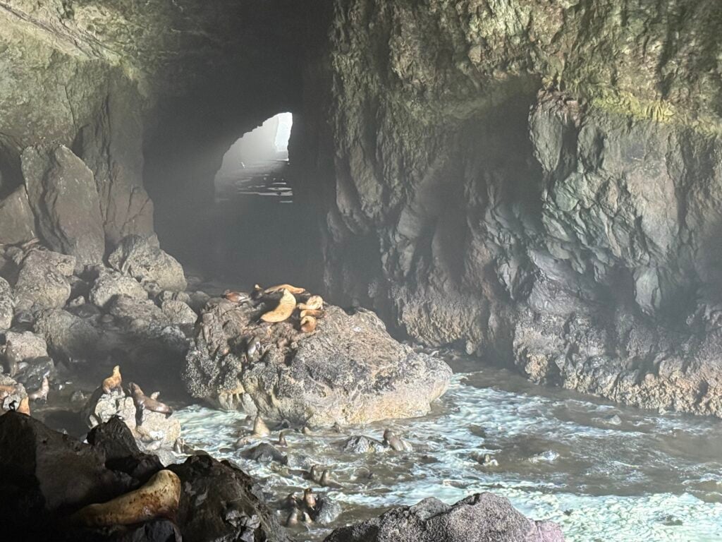 sea lions in cave