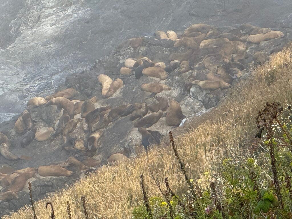 sea lions laying on beach