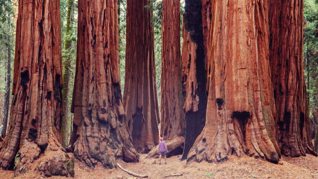 man standing near Sequoia trees