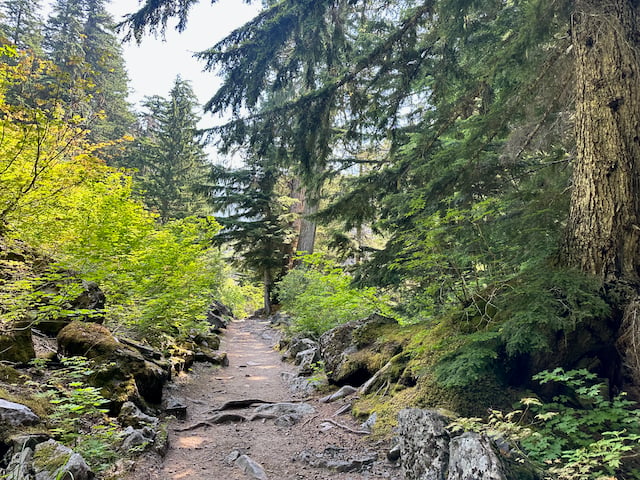 hiking trail through woods