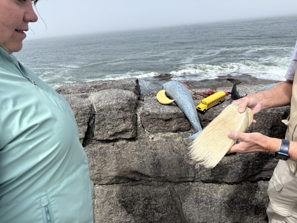 woman being taught about gray whales