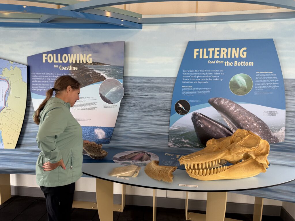 woman looking at whale display