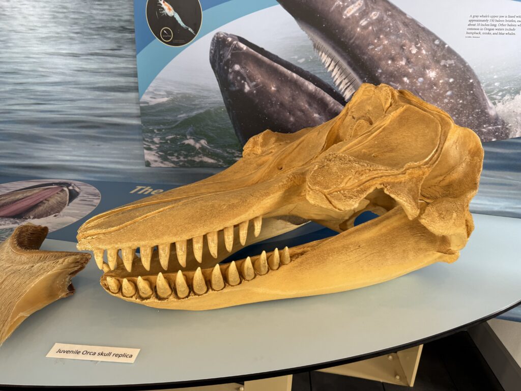 Orca skull replica
