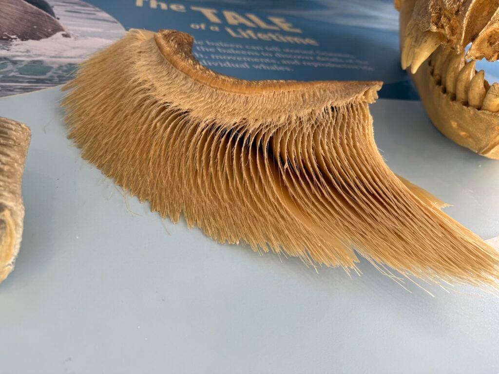 whale baleen